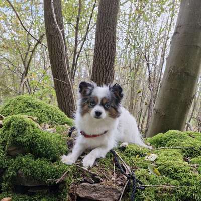Hundetreffen-Hundetreffen für gemeinsame Spaziergänge und Spielen-Bild