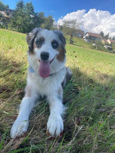 Hundetreffen-Spielrunde in Luttingen am Friedhof Parkplatz-Bild