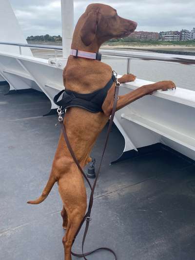 Die Dogorama Wochen Challenge-Beitrag-Bild