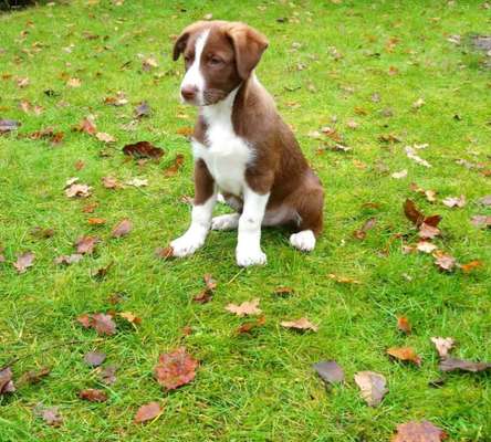 Als Welpen sind sie alle noch süßer-Beitrag-Bild