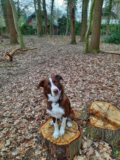 Die wunderschöne Welt mit Hund.-Beitrag-Bild
