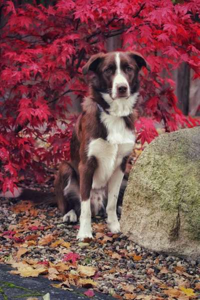 Herbst🍁-Beitrag-Bild