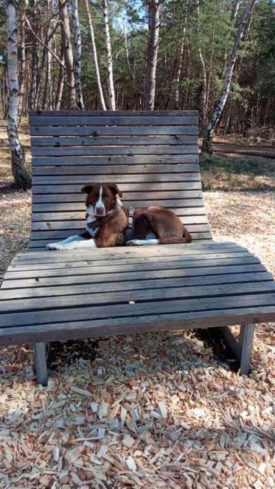 Fotochallenge No. 26                                     Wald und Wiese-Beitrag-Bild