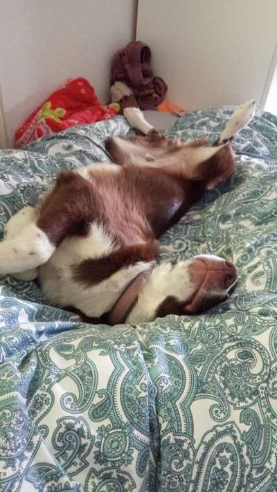 Zeigt mir die lustigsten Schlafpositionen eurer Fellnasen-Beitrag-Bild