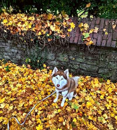 Dogorama Photo Challenge - Gassipause-Beitrag-Bild