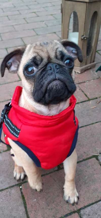 Welche Hunderasse-Beitrag-Bild