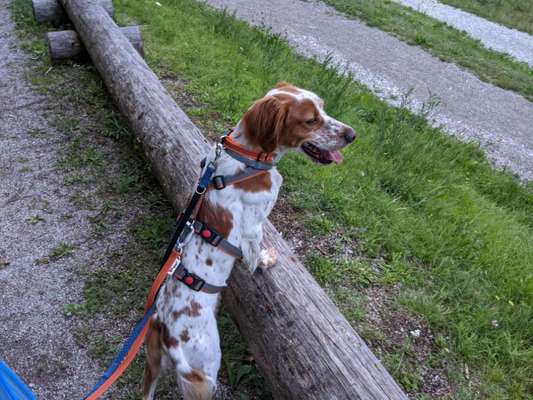 Epagneul Breton-Beitrag-Bild