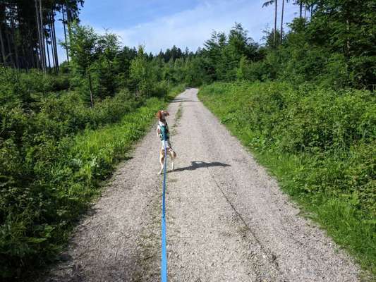 Epagneul Breton-Beitrag-Bild