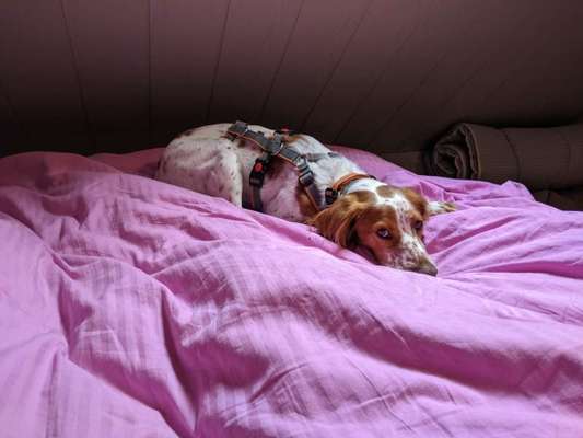 Epagneul Breton-Beitrag-Bild