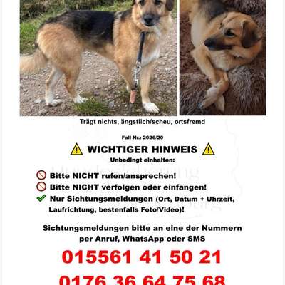 Suchmeldung-Stitch-Bild