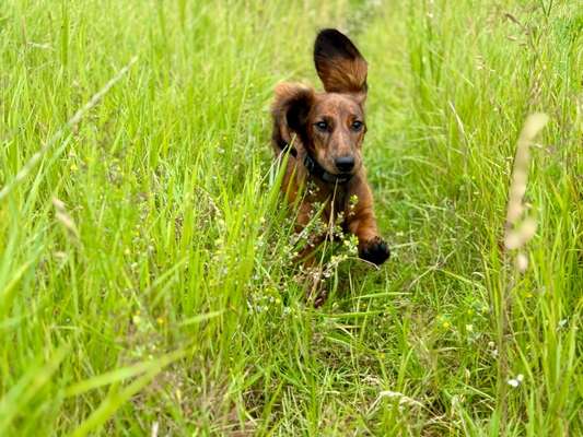 Hundetreffen-Spiel u. Training in Dackelgröße für Junghunde-Bild