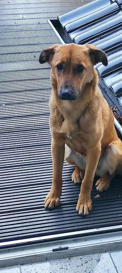 Dogorama Photo Challenge - Hundeblick zum hinschmelzen-Beitrag-Bild