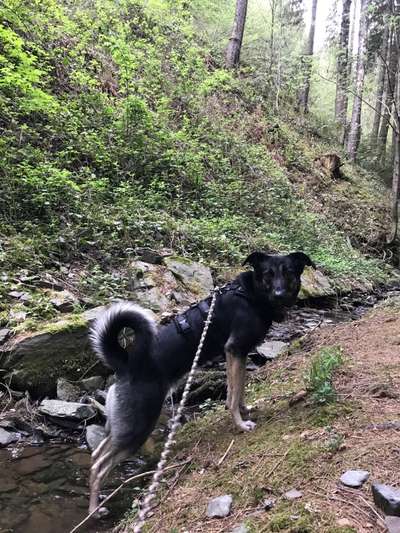 Hundetreffen-Socialwalk im Steigerwald-Bild