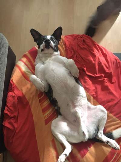 Challenge Nr 14
Eure Fellnasen auf ihrem Lieblingsplatz-Beitrag-Bild