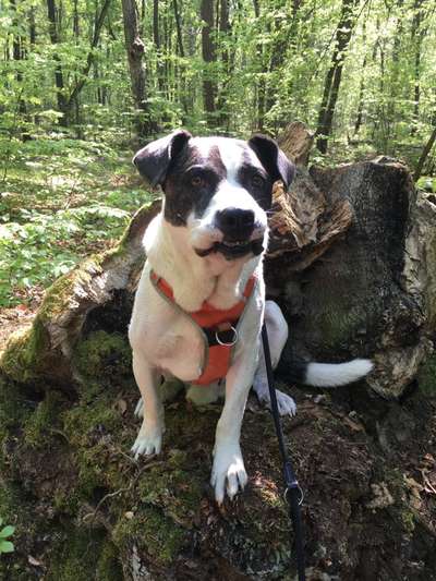 Lustigsten Grimassen von euren Hunden-Beitrag-Bild