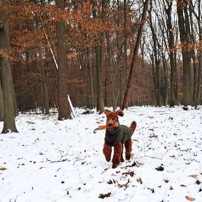 Hundetreffen-Social-Walk-Bild