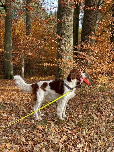 Irisch setter-Beitrag-Bild