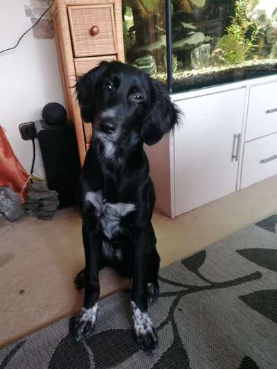 Leckverhalten-Beitrag-Bild