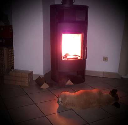 Französische Bulldoggen-Beitrag-Bild