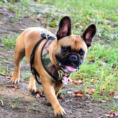 Französische Bulldoggen-Beitrag-Bild