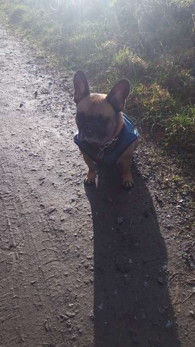 Französische Bulldoggen-Beitrag-Bild