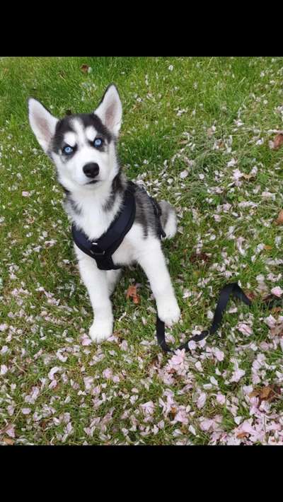 Die Dogorama Monats Challenge "Es grünt und blüht"-Beitrag-Bild