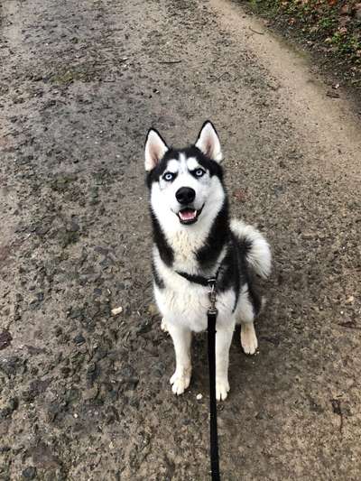 Dogorama Photo Challenge - Einmal lächeln bitte-Beitrag-Bild