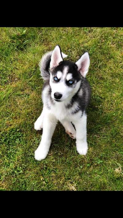 Welpen Bilder !-Beitrag-Bild