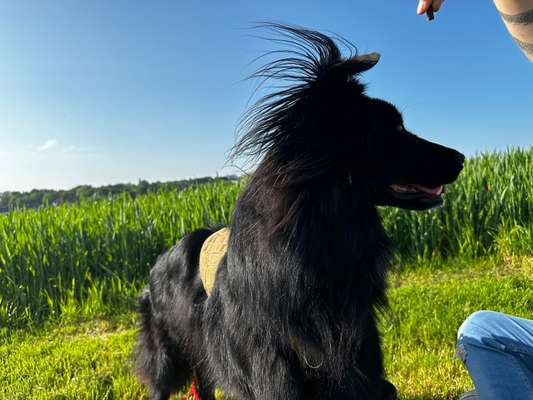 Aggressivität beim Kennenlernen anderer Hunde-Beitrag-Bild