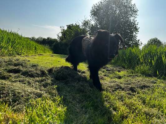 Aggressivität beim Kennenlernen anderer Hunde-Beitrag-Bild