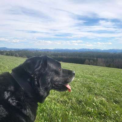 aktuelles Foto Gruppe Labrador