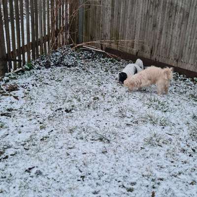 Hundetreffen-Gassi gehen mit meinen beiden minis !Sunny 11 Monate noch ein wenig Ängstelich!-Bild