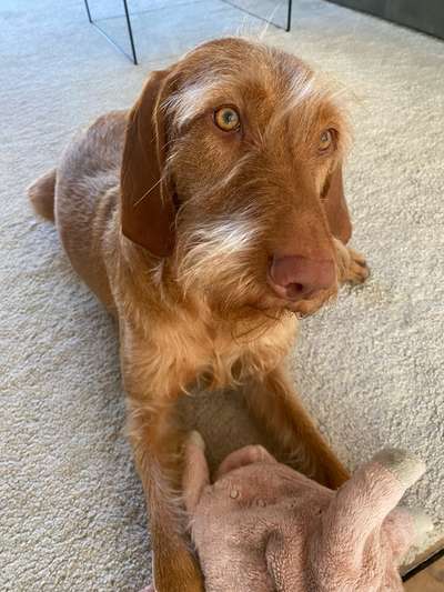 Ungarischer Drahthaar Vizsla-Beitrag-Bild