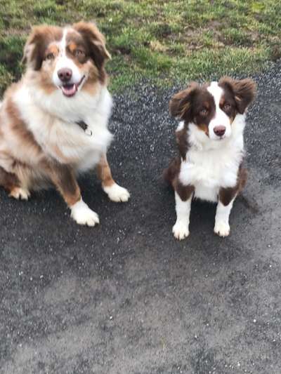 Wo sind die Aussies??-Beitrag-Bild