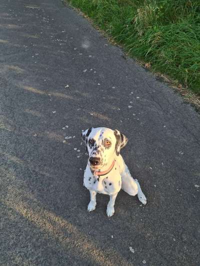 Wo sind denn all die Dalmatiner, zeigt her eure Punktehunde-Beitrag-Bild