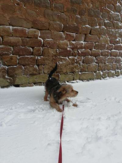 Hundetreffen-Spielen u./o. Gassi gehen-Bild