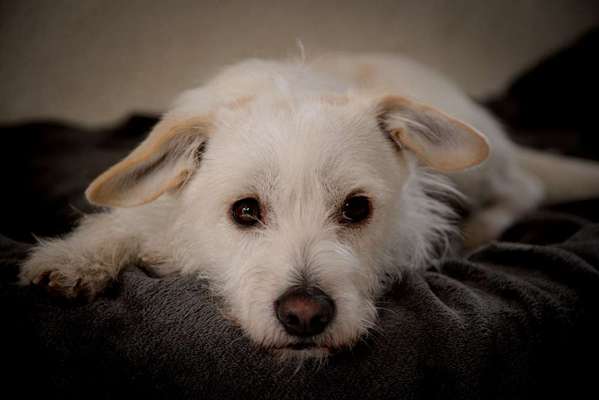 Dogorama Photo Challenge - Portrait-Beitrag-Bild