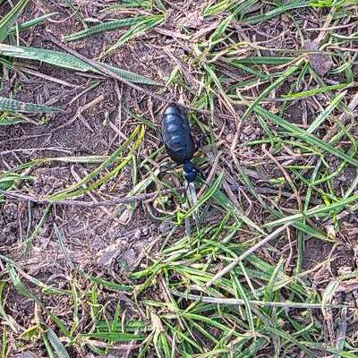 Giftköder-Ölkäfer auf Wiese entdeckt!-Bild