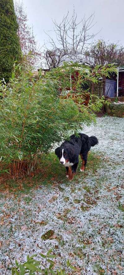 Dogorama Photo Challenge - Es wird nochmal kalt!-Beitrag-Bild