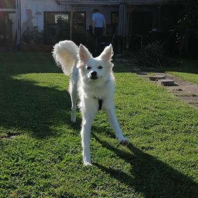 Hundetreffen-Wathsappgruppe für Hundetreffen-Bild