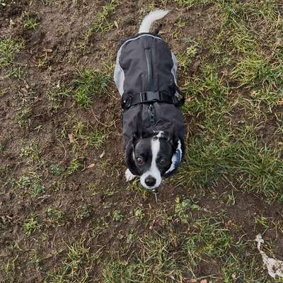 Hundetreffen-Gassirunde für kleine und mittlere Hunde-Bild