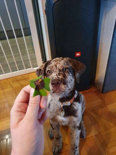 Die Dogorama Kalender Challenge Titelbild-Beitrag-Bild