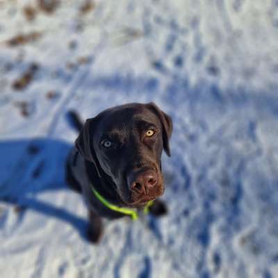 Hundetreffen-Welpentreff bzw. Freunde finden zum Gassi gehen-Bild