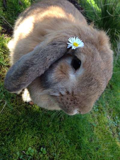 Unsere Fellnasen im Regenbogenland-Beitrag-Bild