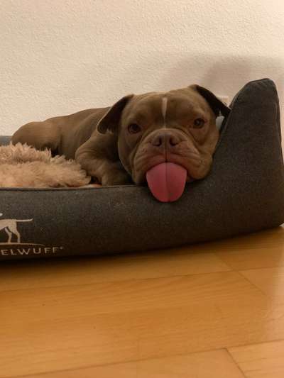 Fotochallenge Nr. 59 - Mein Hund zeigt die Zunge-Beitrag-Bild