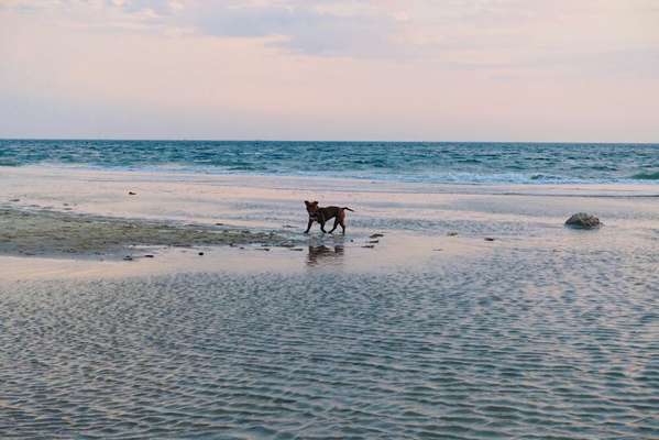 Urlaub mit Hund in Holland-Beitrag-Bild