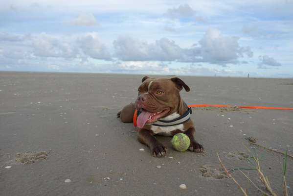 Wie kamt ihr auf die Rasse eures Hundes?-Beitrag-Bild