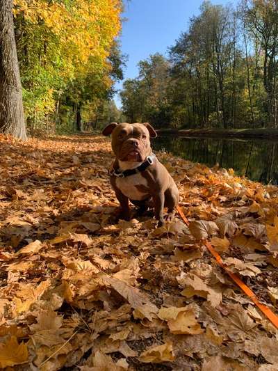 Die Dogorama Kalender Challenge Teil 1/4-Beitrag-Bild