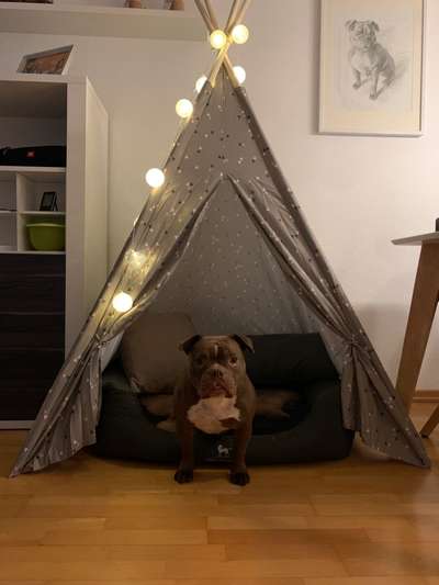 Tipi für größere Hunde-Beitrag-Bild