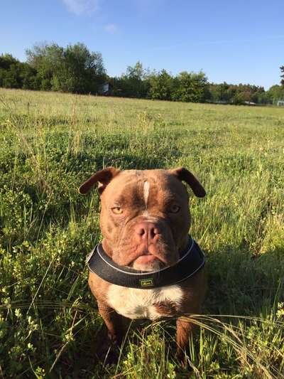 grumpy dog 😅-Beitrag-Bild